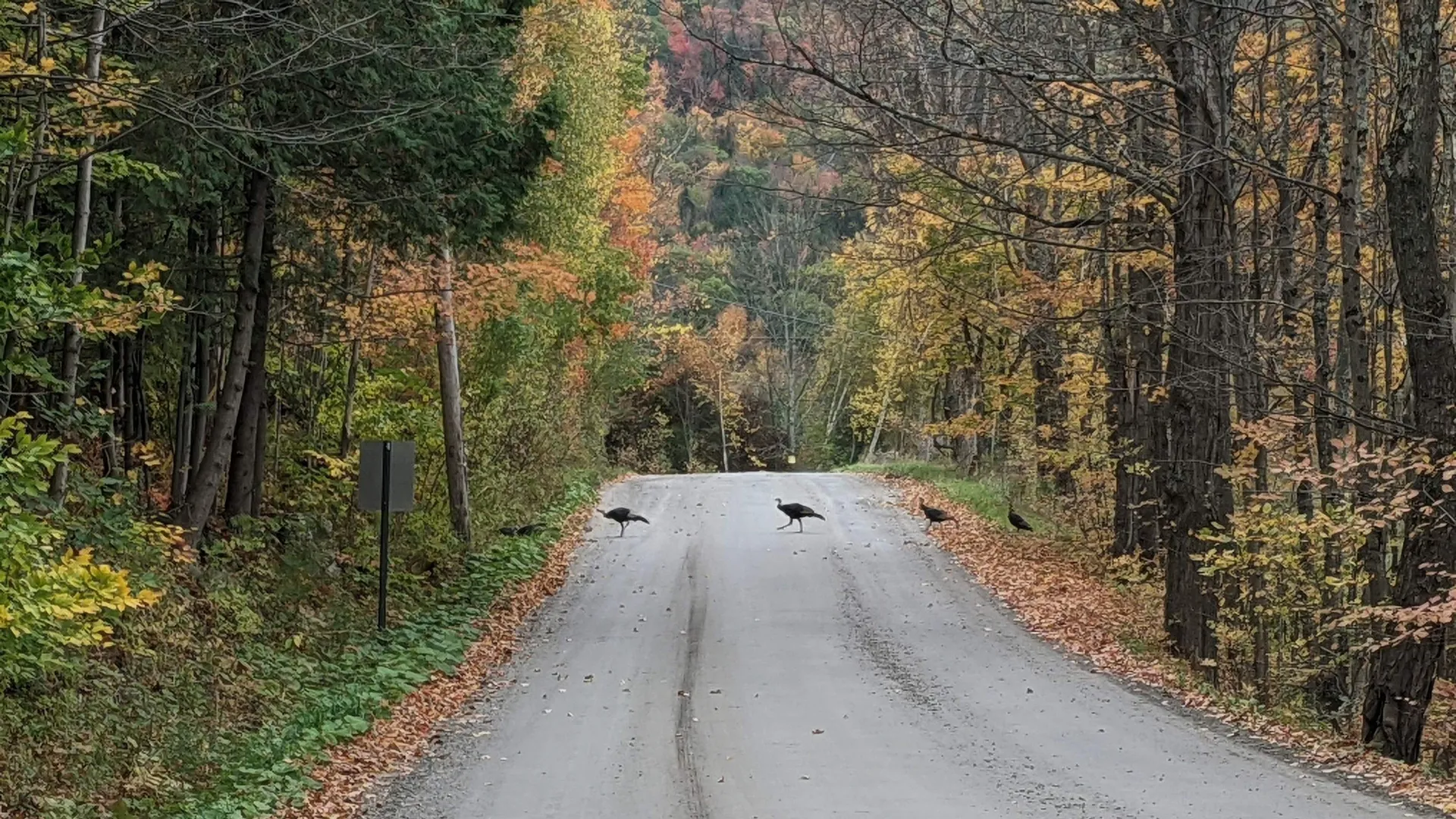 83 Deer Run Lane Westford VT 05494