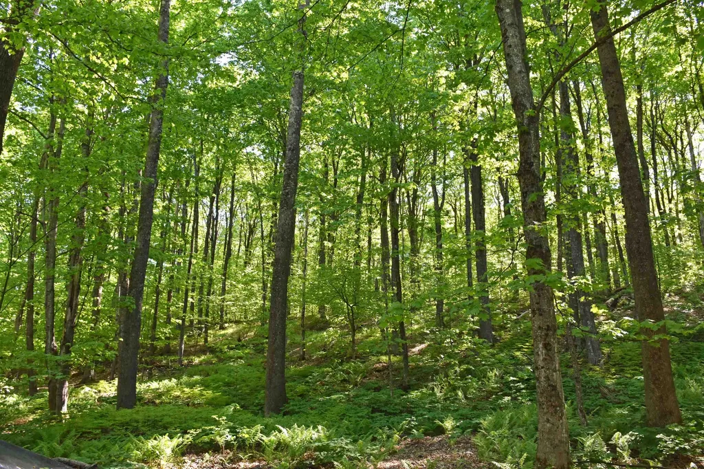 397 Winch Hill Extension Roxbury VT 05663