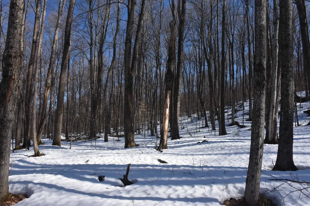 397 Winch Hill Extension Roxbury VT 05663