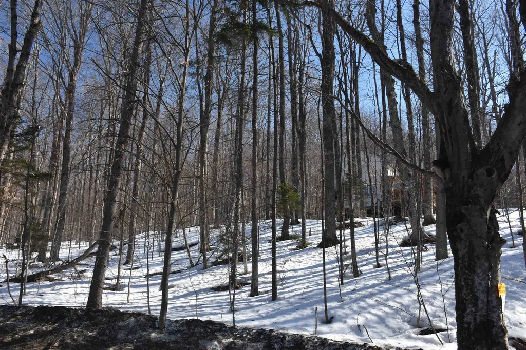 397 Winch Hill Extension Roxbury VT 05663
