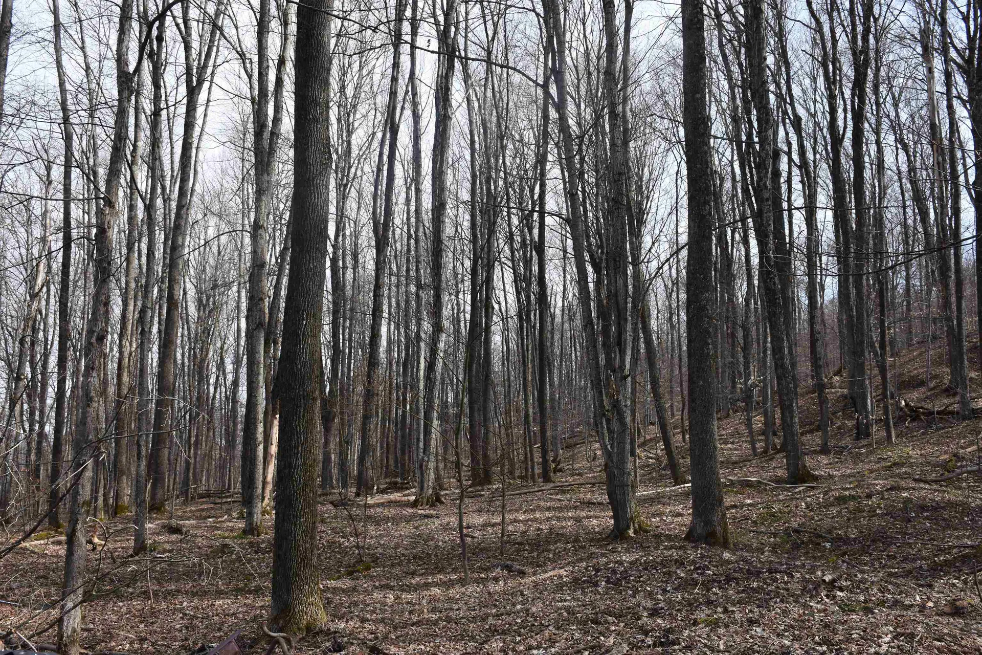 397 Winch Hill Extension Roxbury VT 05663