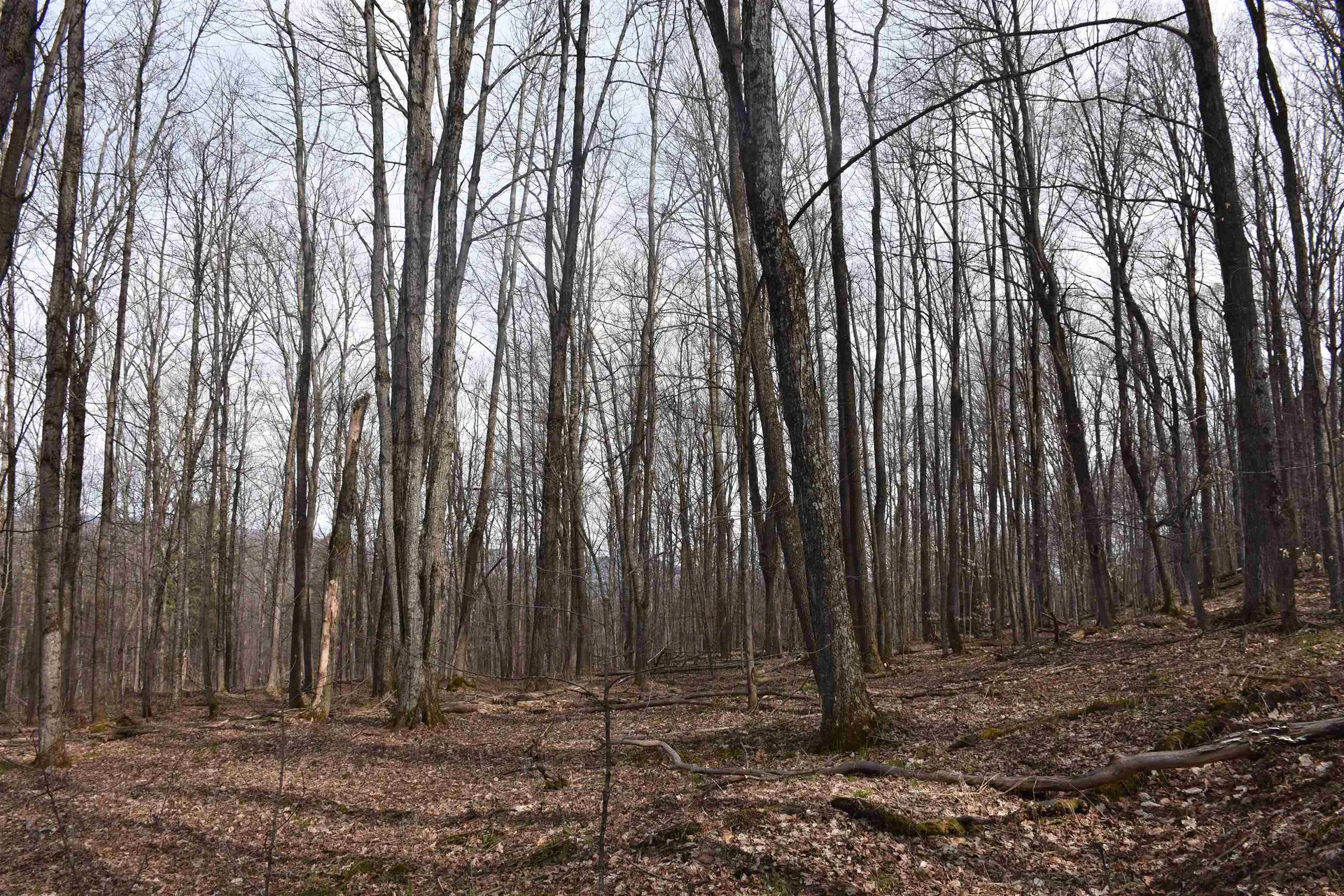 397 Winch Hill Extension Roxbury VT 05663