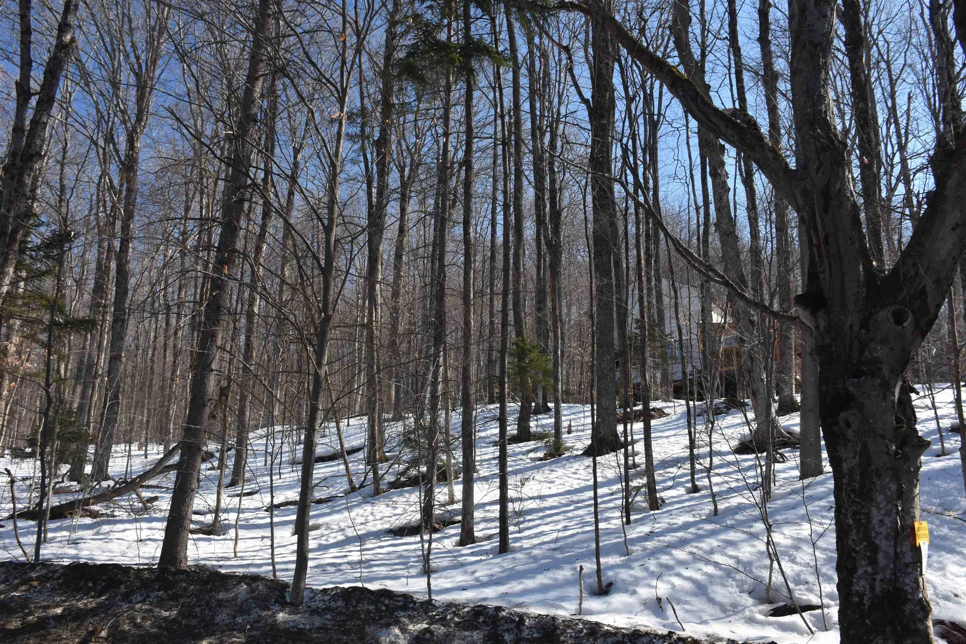 397 Winch Hill Extension Roxbury VT 05663