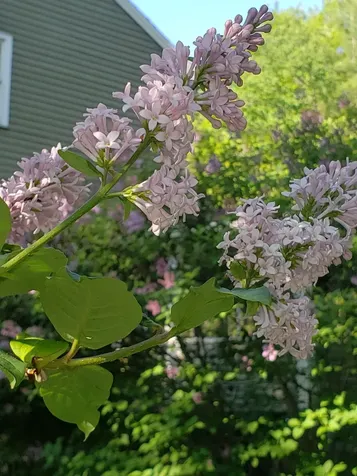 71 Deerwood Hollow Chester NH 03036
