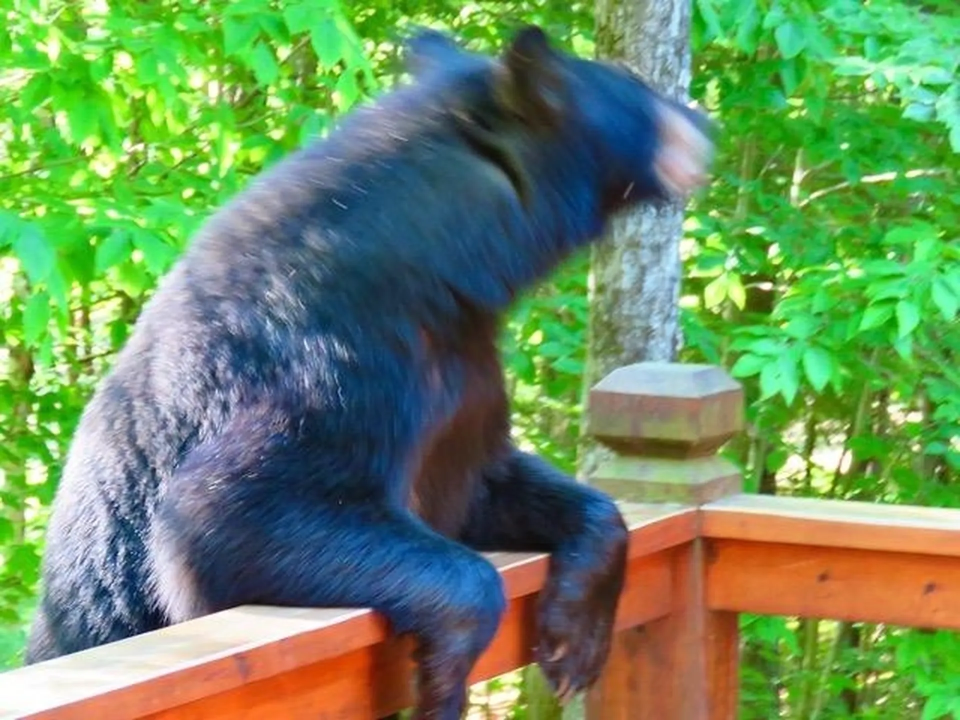 77 Wild Acre Drive Washington NH 03280