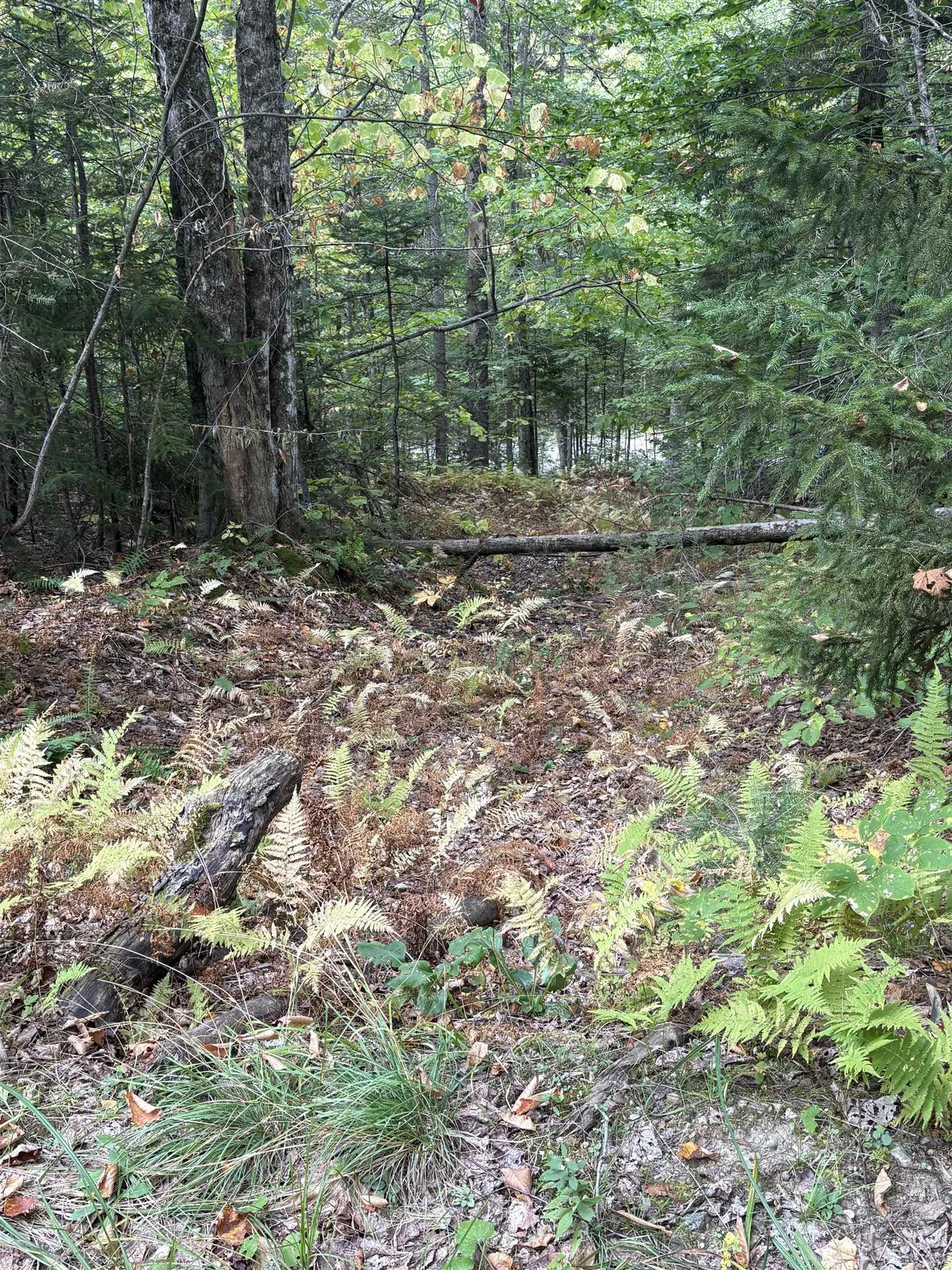 0 Beaver Meadow Road Roxbury VT 05669