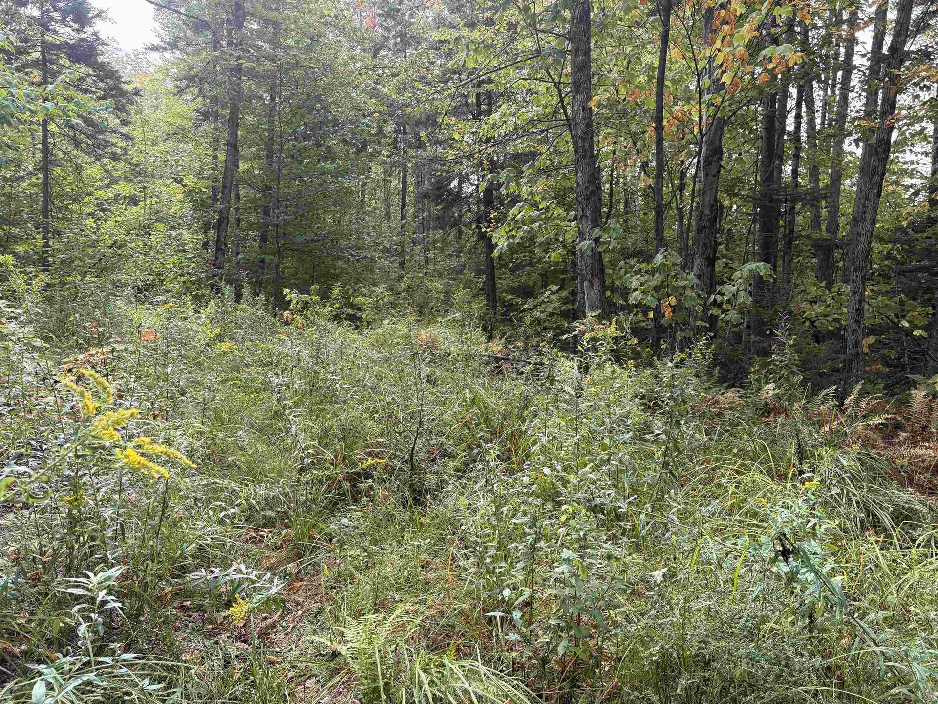 0 Beaver Meadow Road Roxbury VT 05669