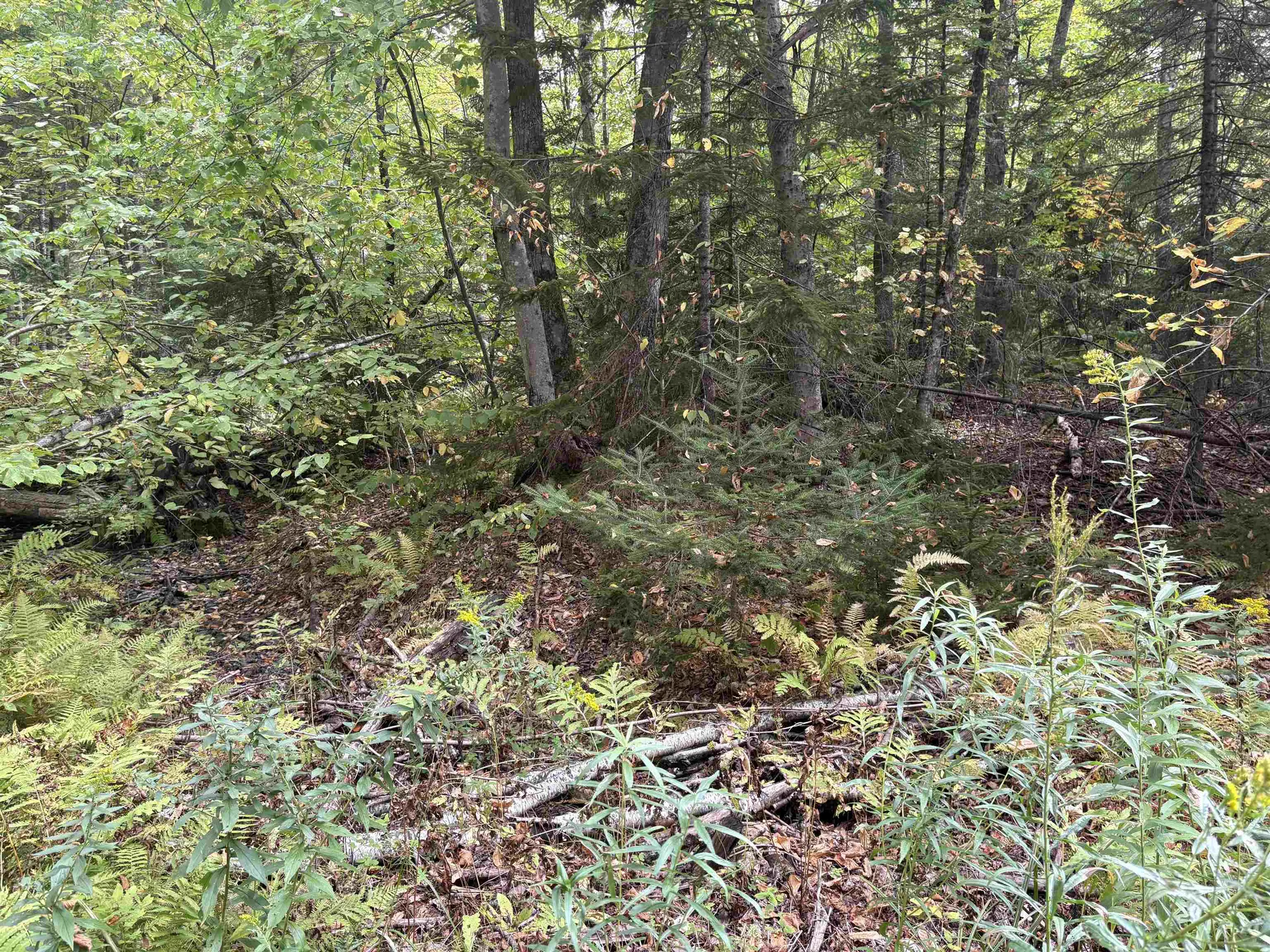 0 Beaver Meadow Road Roxbury VT 05669