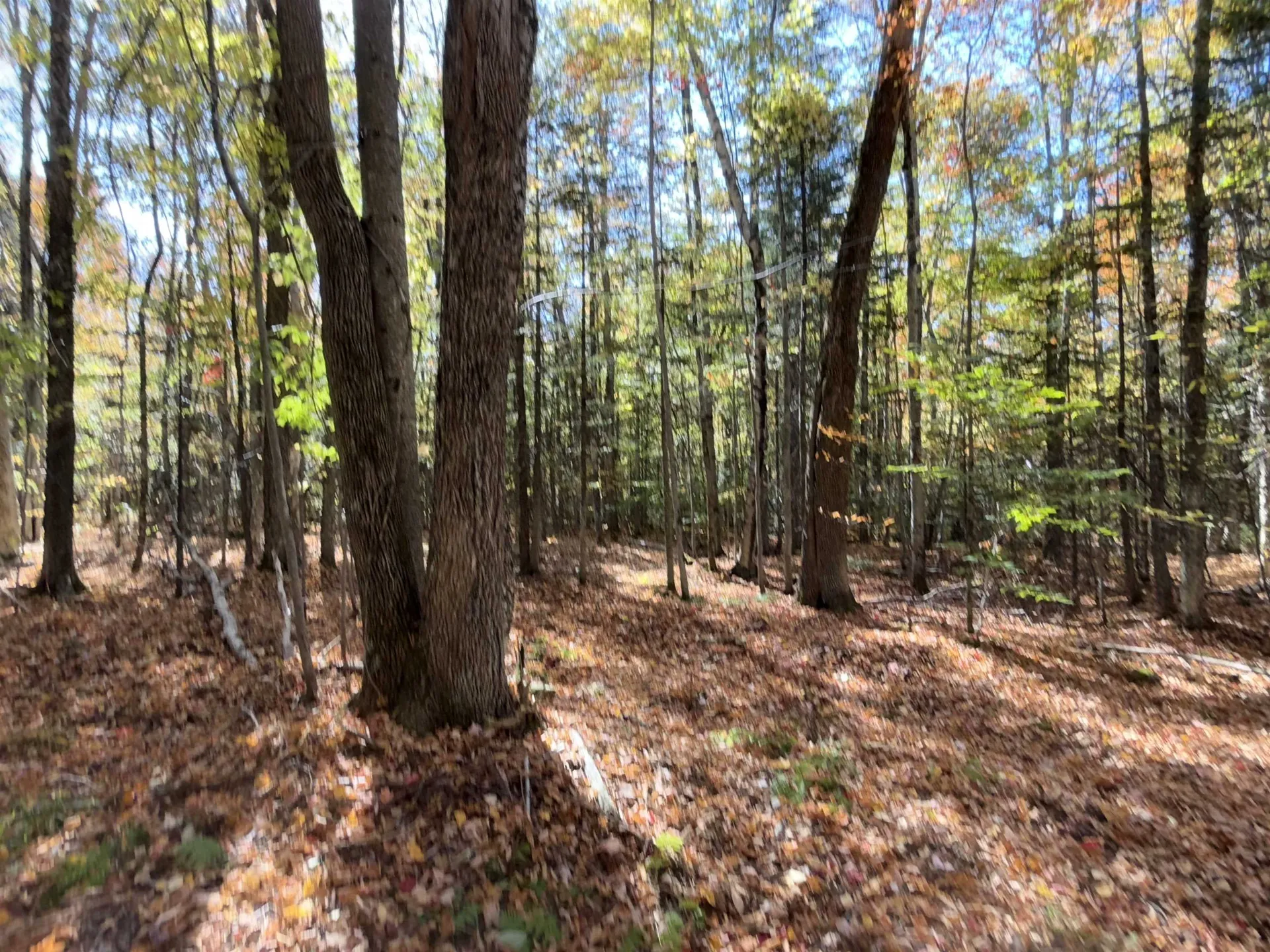 1414 Collins Mill Road Newport Town VT 05857