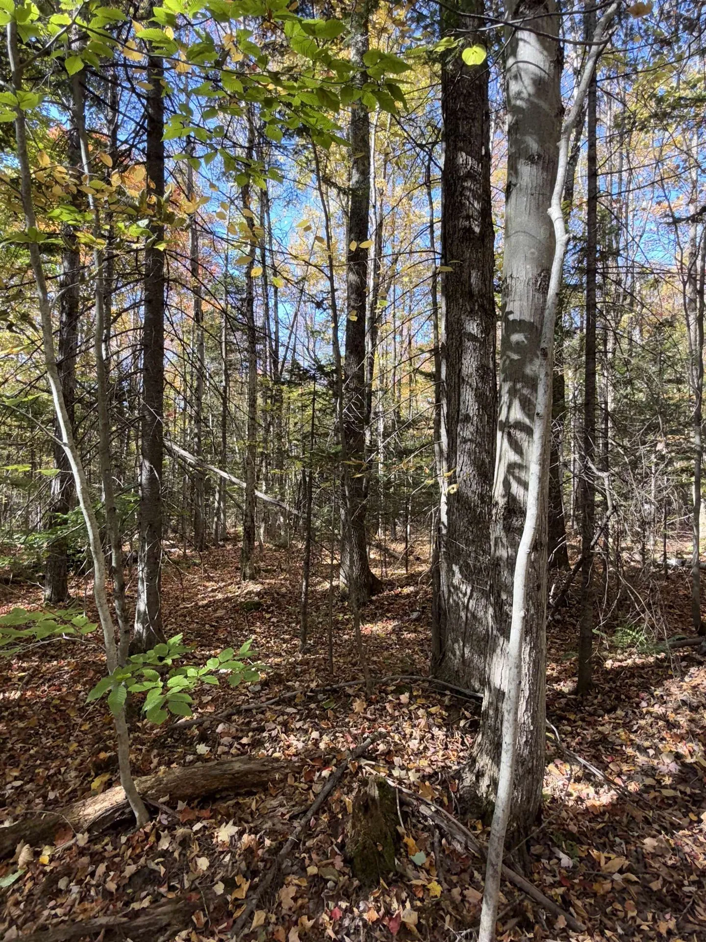 1414 Collins Mill Road Newport Town VT 05857