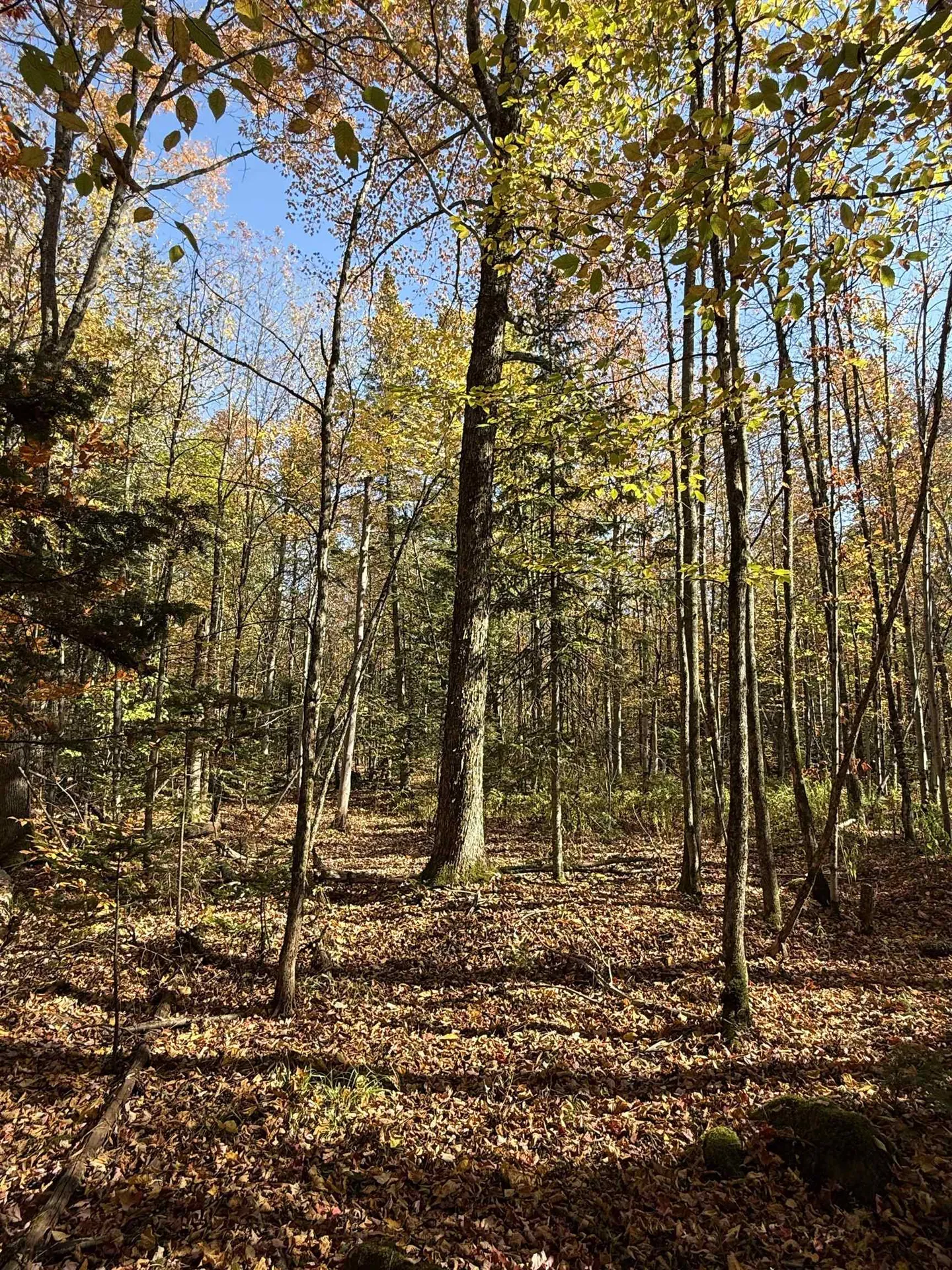 1414 Collins Mill Road Newport Town VT 05857