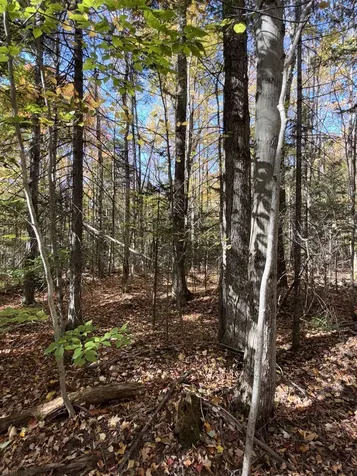 1414 Collins Mill Road Newport Town VT 05857