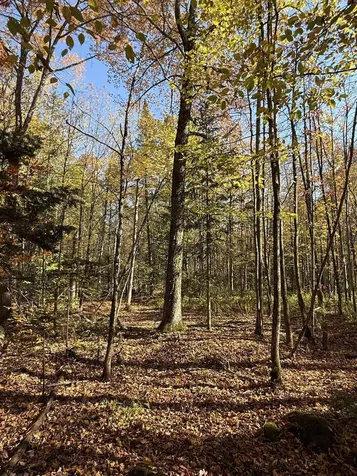 1414 Collins Mill Road Newport Town VT 05857