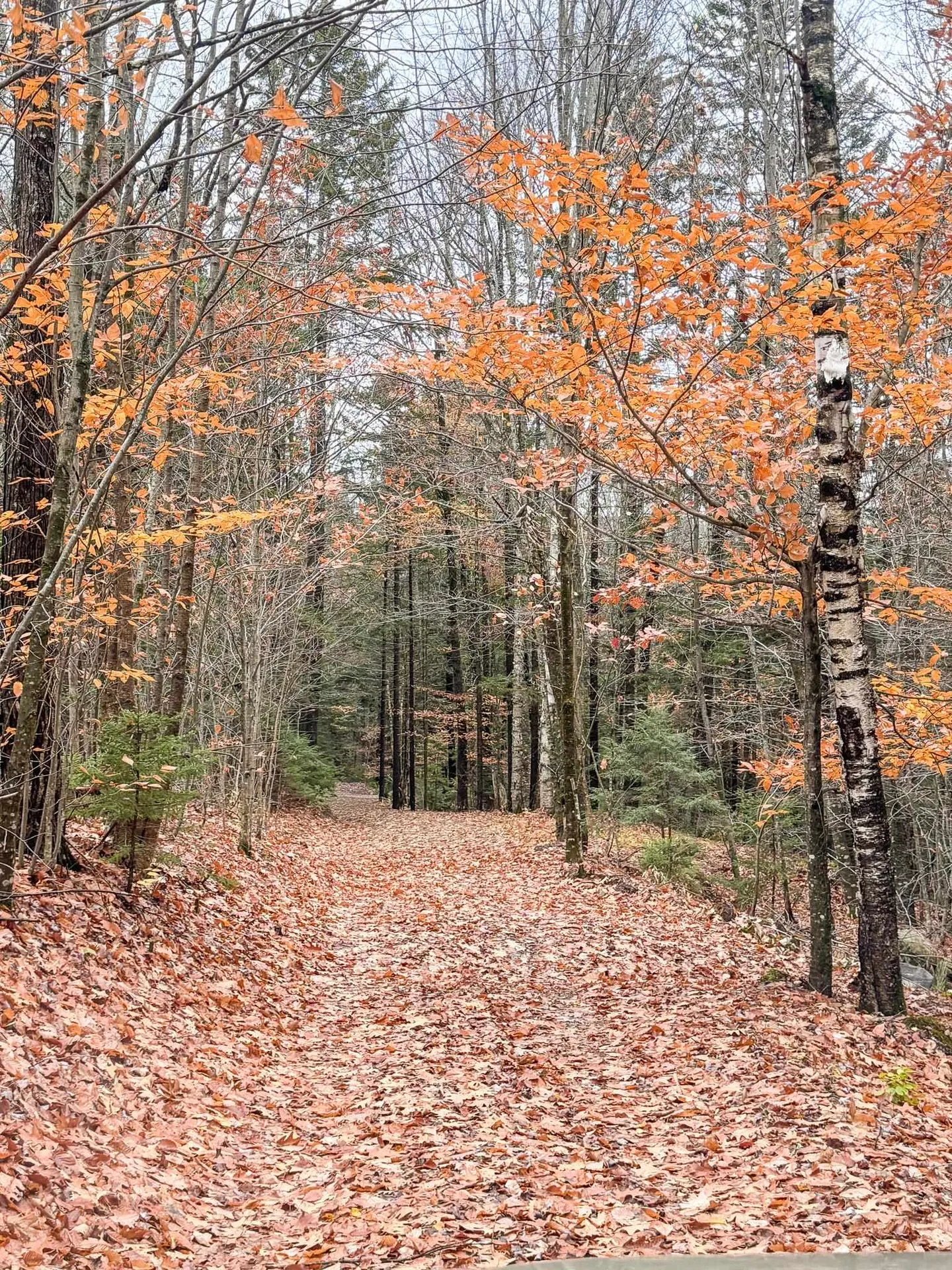 397 Thompson Road Stockbridge VT 05772