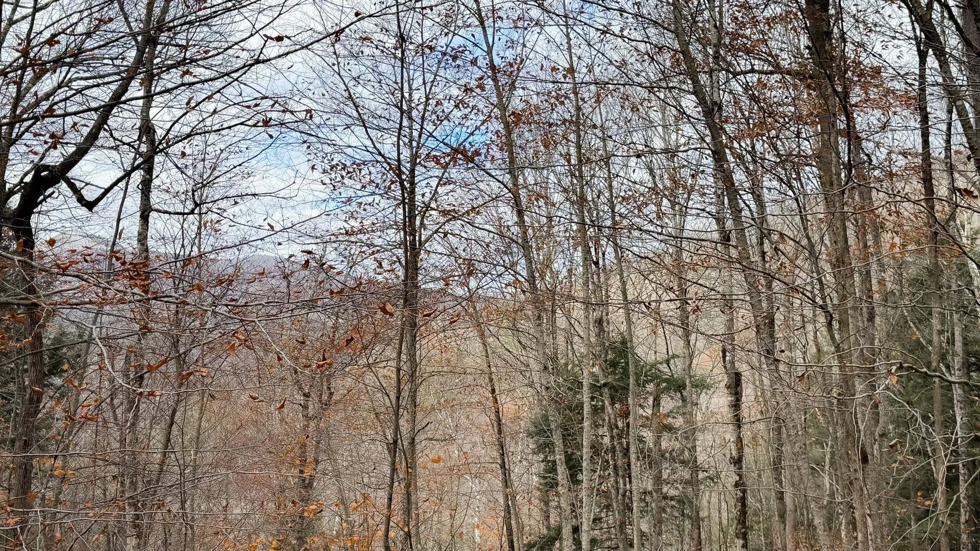 397 Thompson Road Stockbridge VT 05772