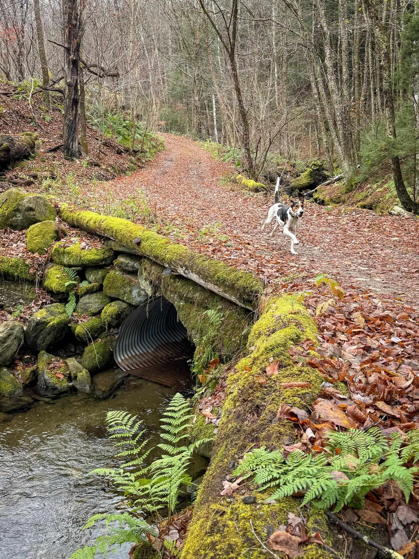 397 Thompson Road Stockbridge VT 05772