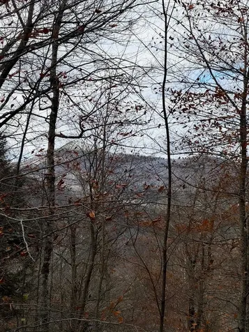 397 Thompson Road Stockbridge VT 05772