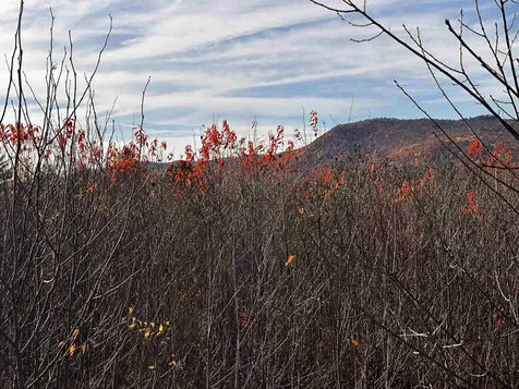 Tbd Mcintyre Road Dalton NH 03598