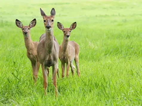 313 North Jefferson Road South Burlington VT 05403