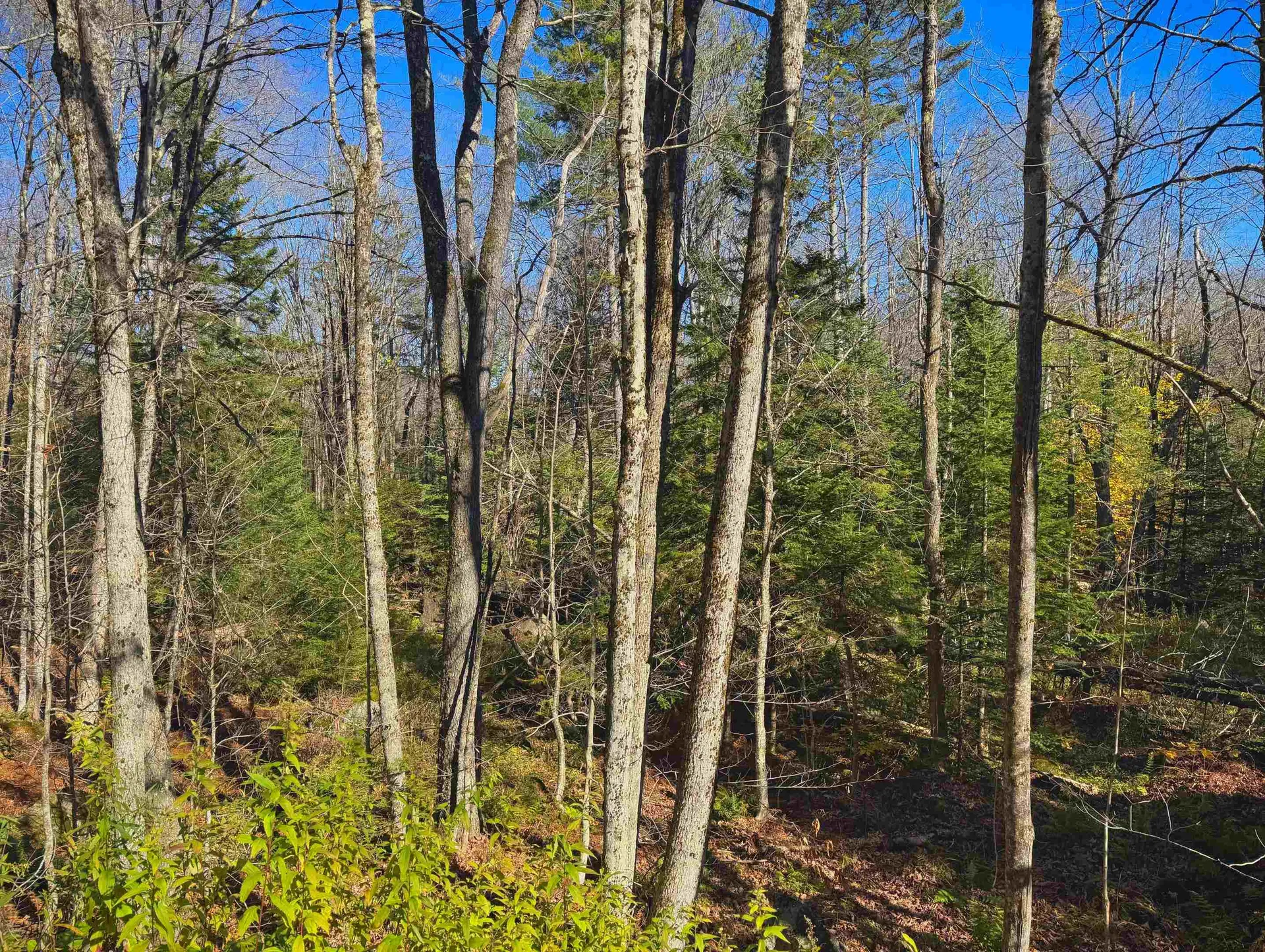 Lebensdorf Lane Readsboro VT 05350