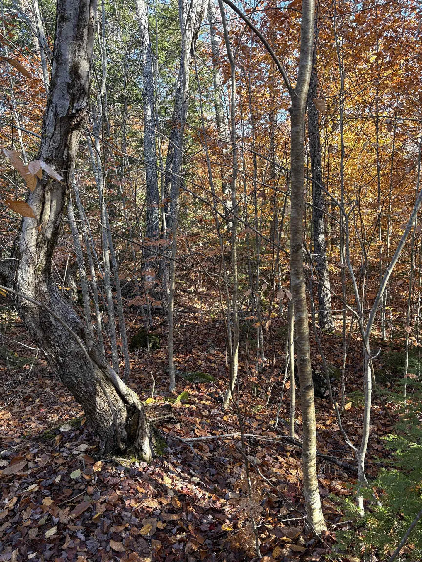 Lot 77-7 East Washington Road Washington NH 03280