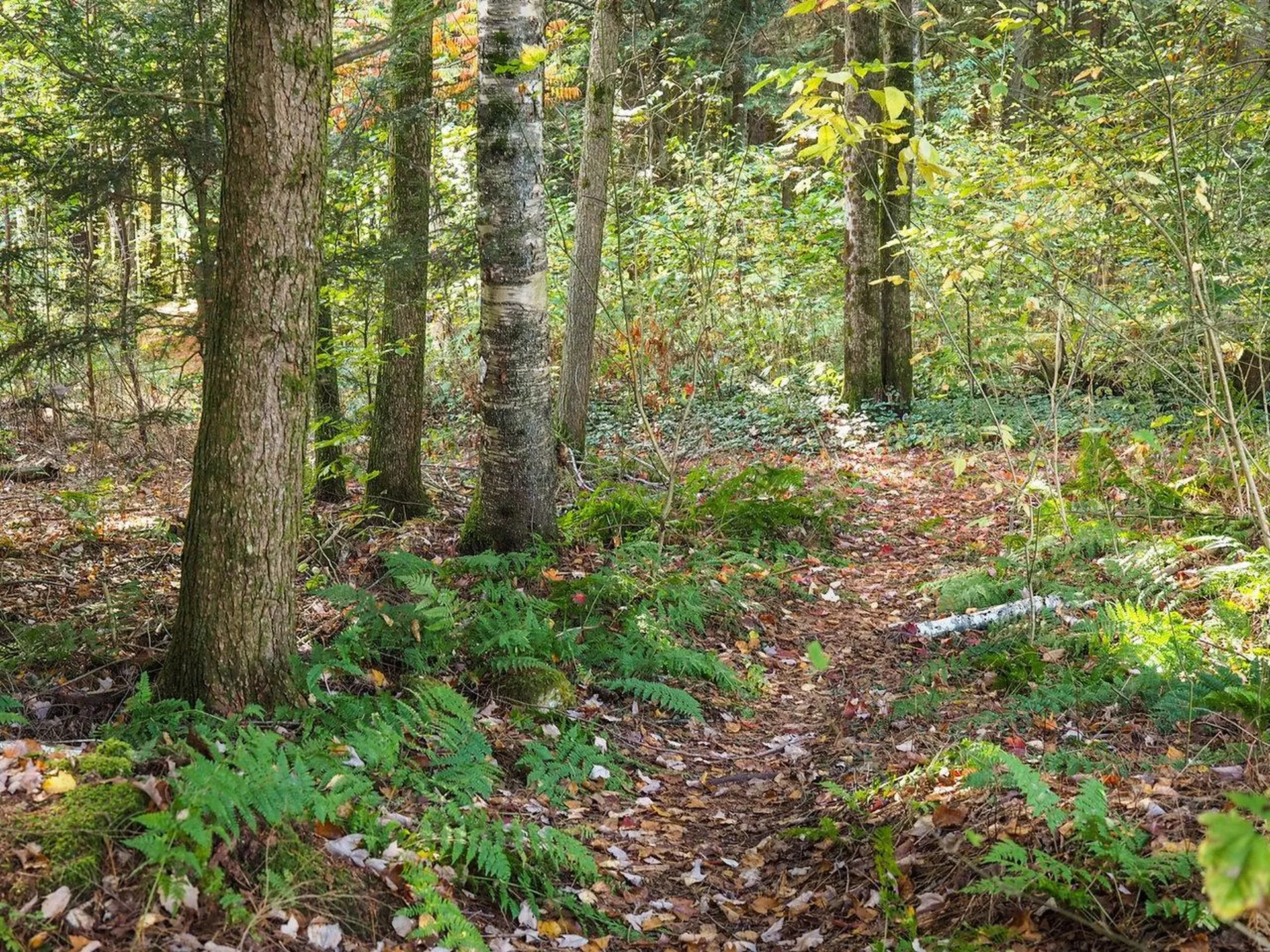 60 Starbird Road Jericho VT 05465