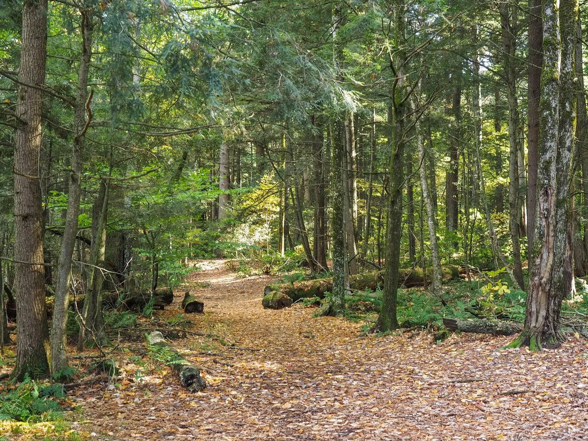 60 Starbird Road Jericho VT 05465