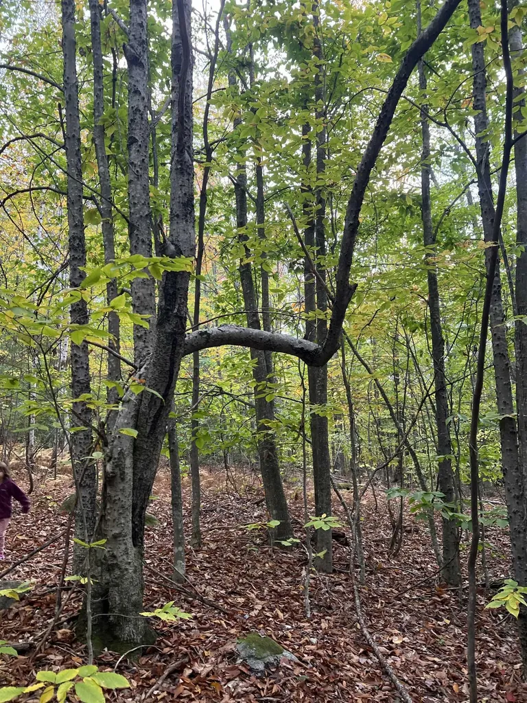 0 Oak Ridge Road Plymouth NH 03264