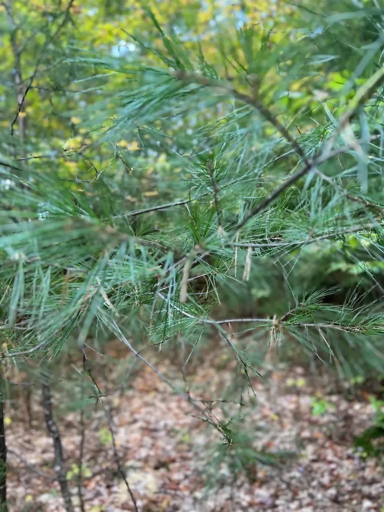 0 Oak Ridge Road Plymouth NH 03264