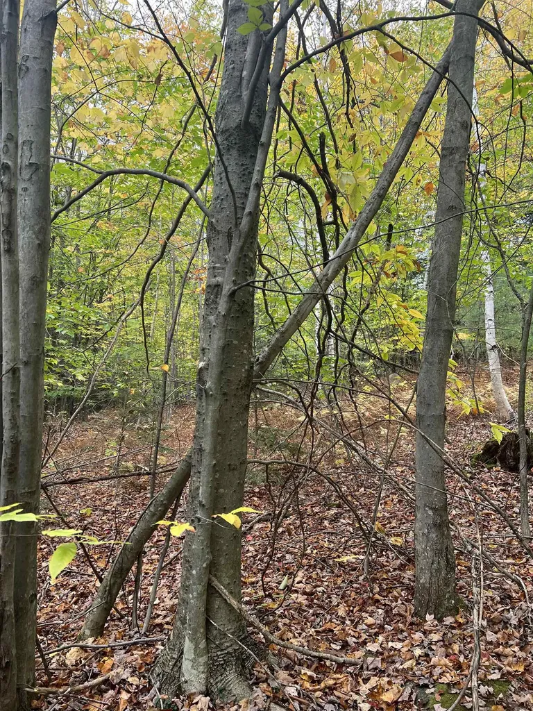 0 Oak Ridge Road Plymouth NH 03264