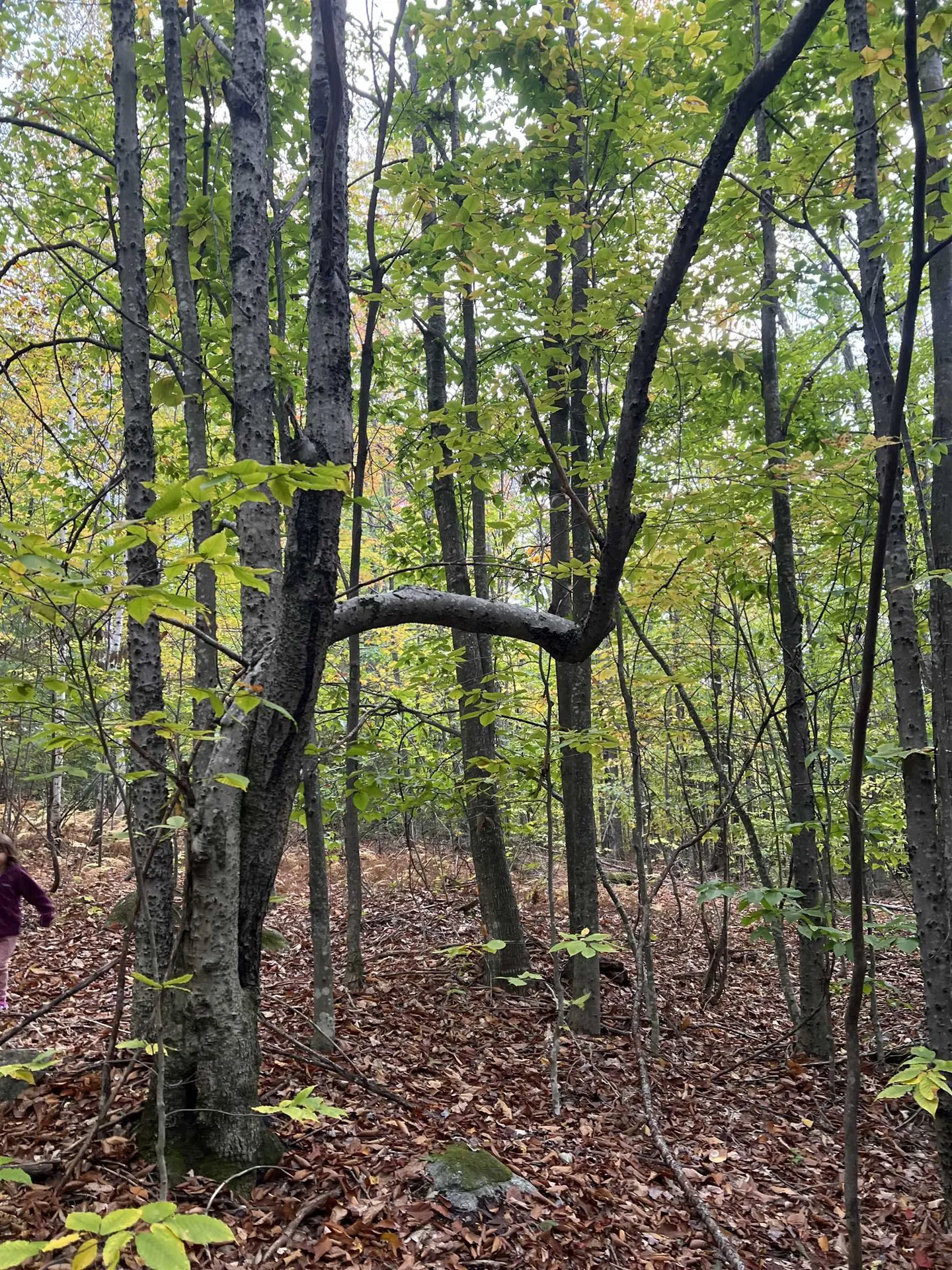 0 Oak Ridge Road Plymouth NH 03264