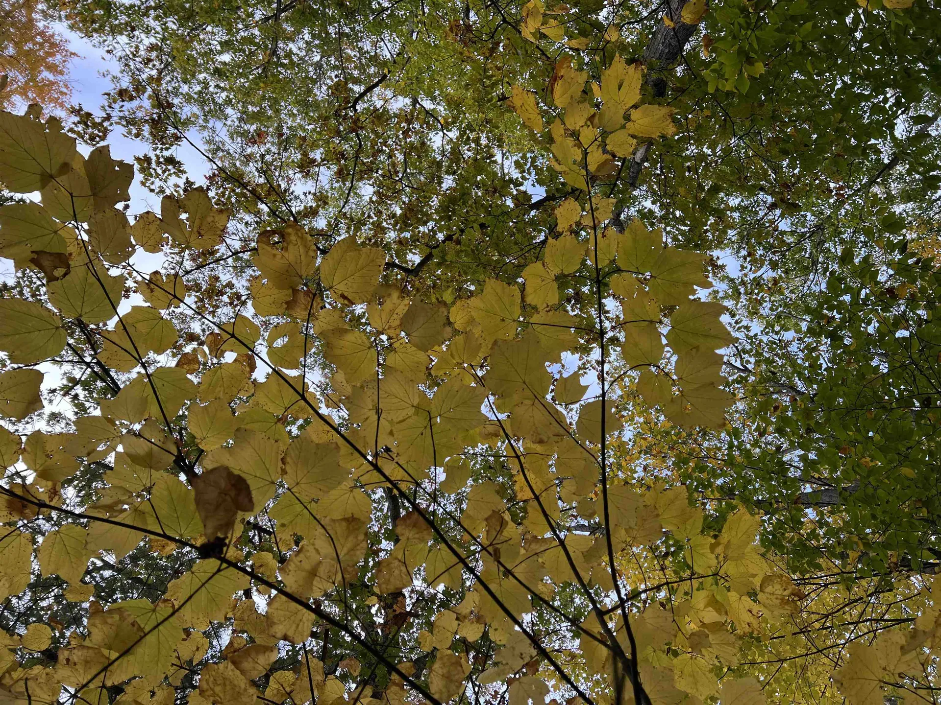 0 Oak Ridge Road Plymouth NH 03264