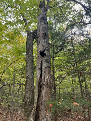 0 Oak Ridge Road Plymouth NH 03264