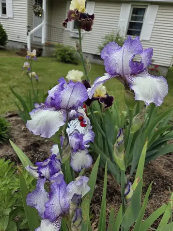 188 Sawyers Crossing Road Swanzey NH 03446