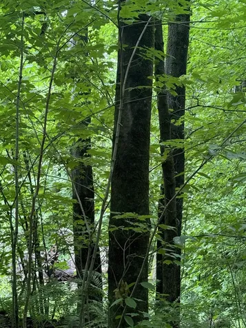 680 Deming Road Enosburg VT 05450