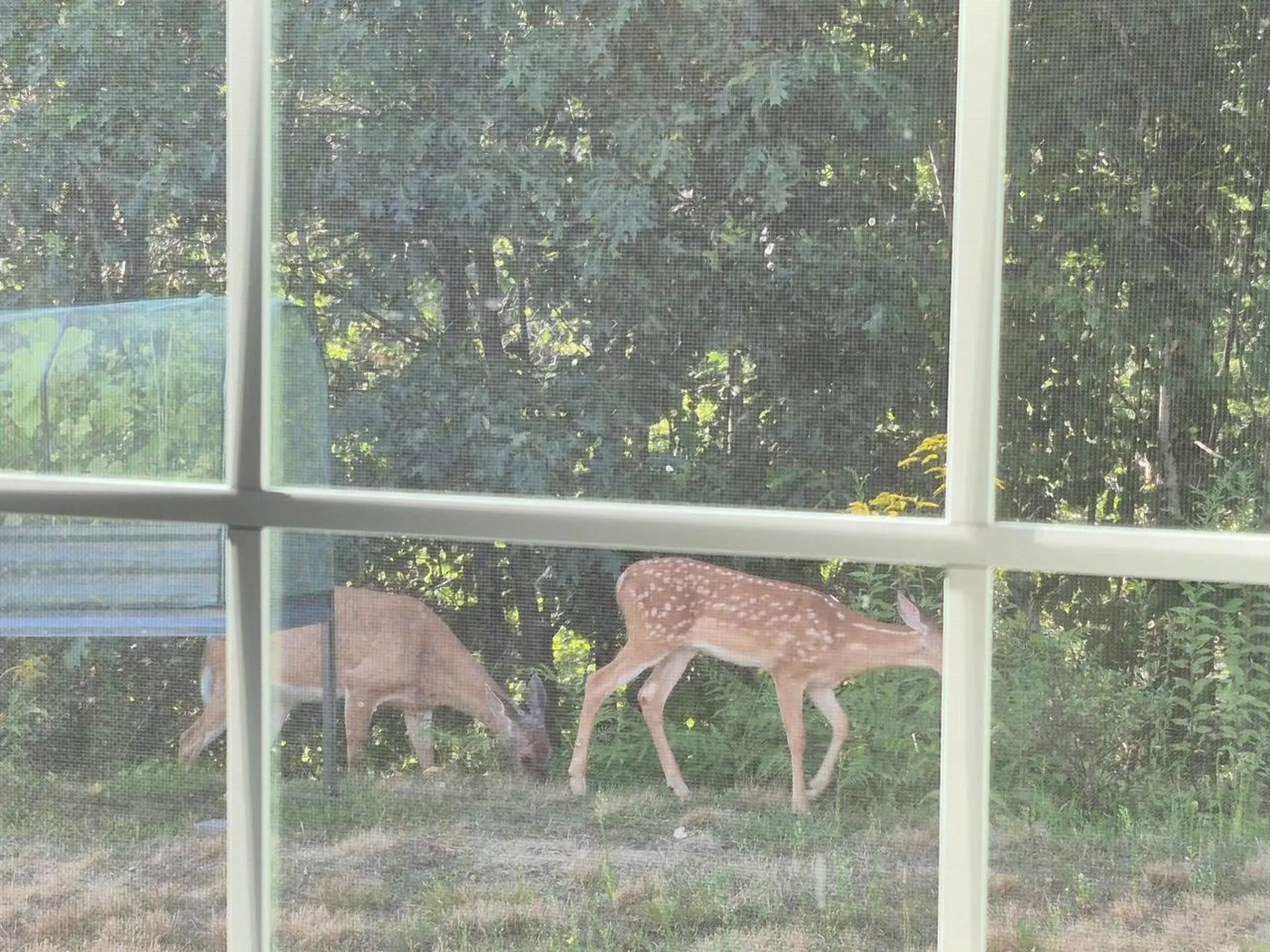 12 Tarah Way Fremont NH 03044