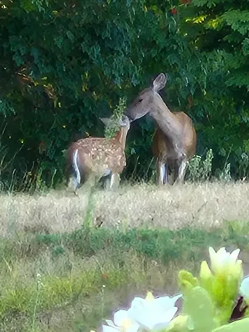 12 Tarah Way Fremont NH 03044