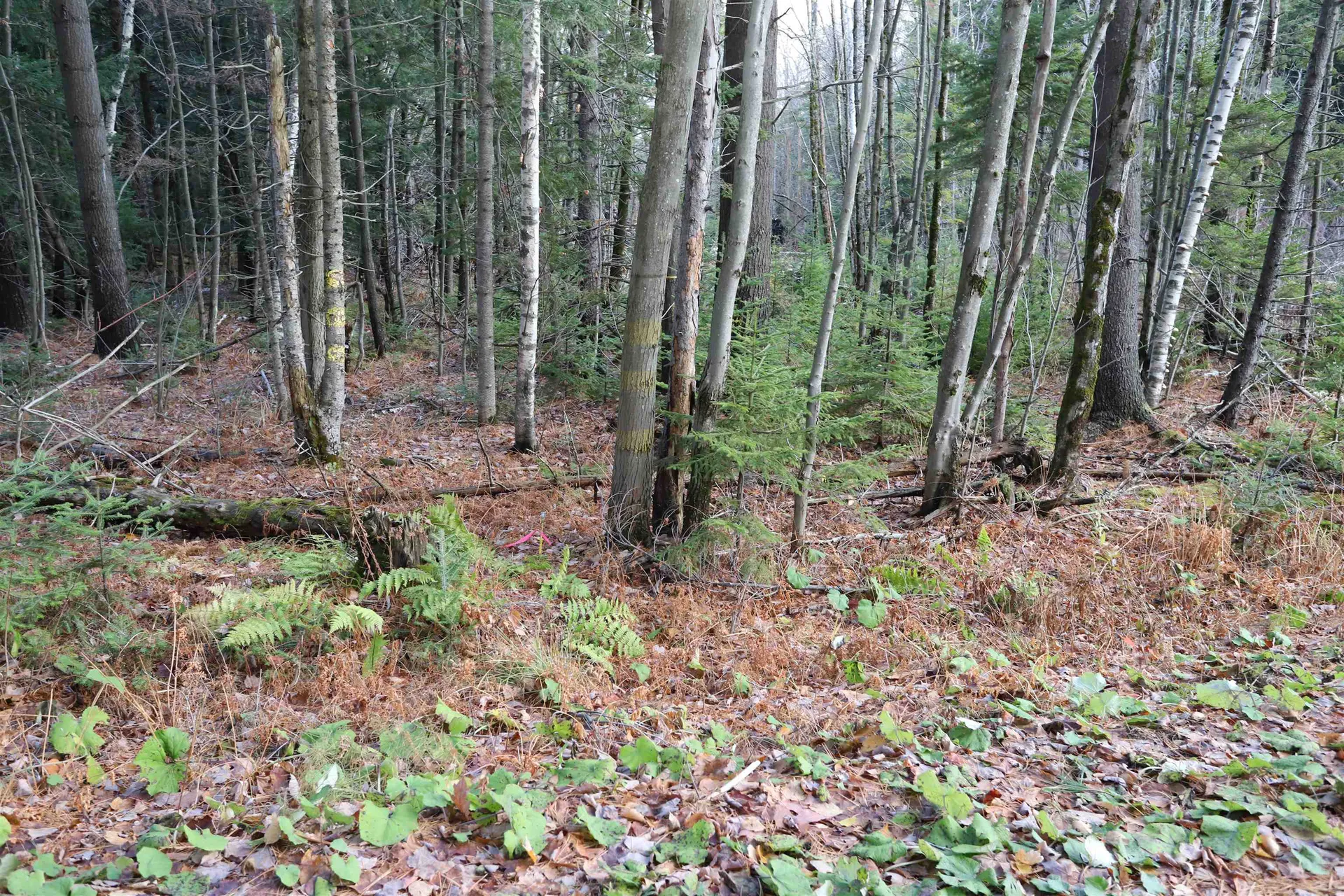 Tbd Sargents Way Jay VT 05859