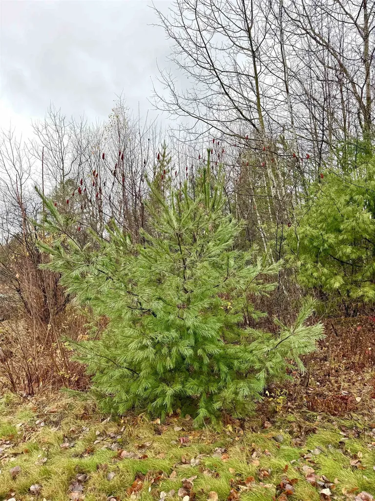 61 Thorn Hill Road Bethlehem NH 03574