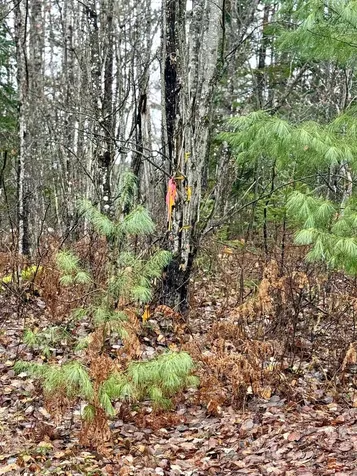 61 Thorn Hill Road Bethlehem NH 03574