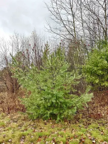 61 Thorn Hill Road Bethlehem NH 03574