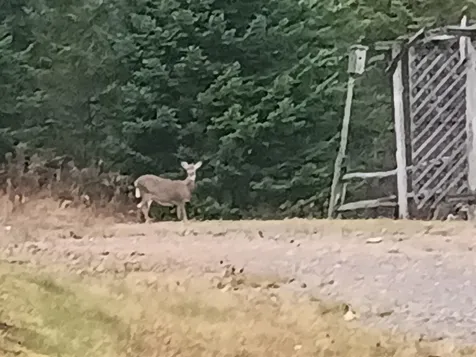 31 Beaver Brook Road Pittsburg NH 03592