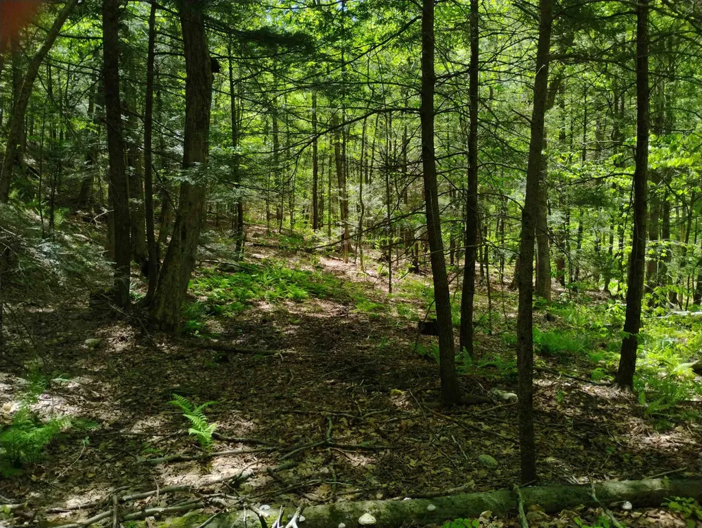 Part Of 215 Melendy Hill Road Guilford VT 05301