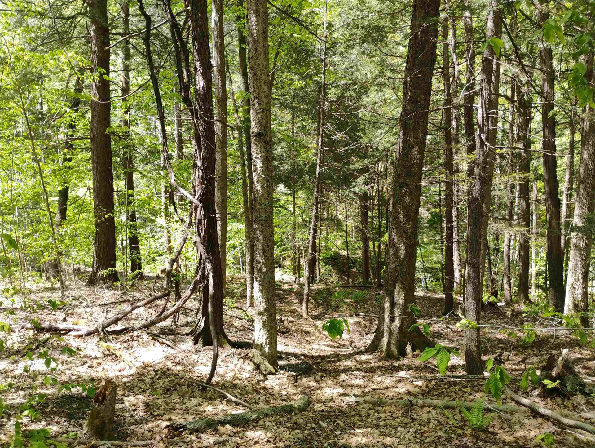 Part Of 215 Melendy Hill Road Guilford VT 05301