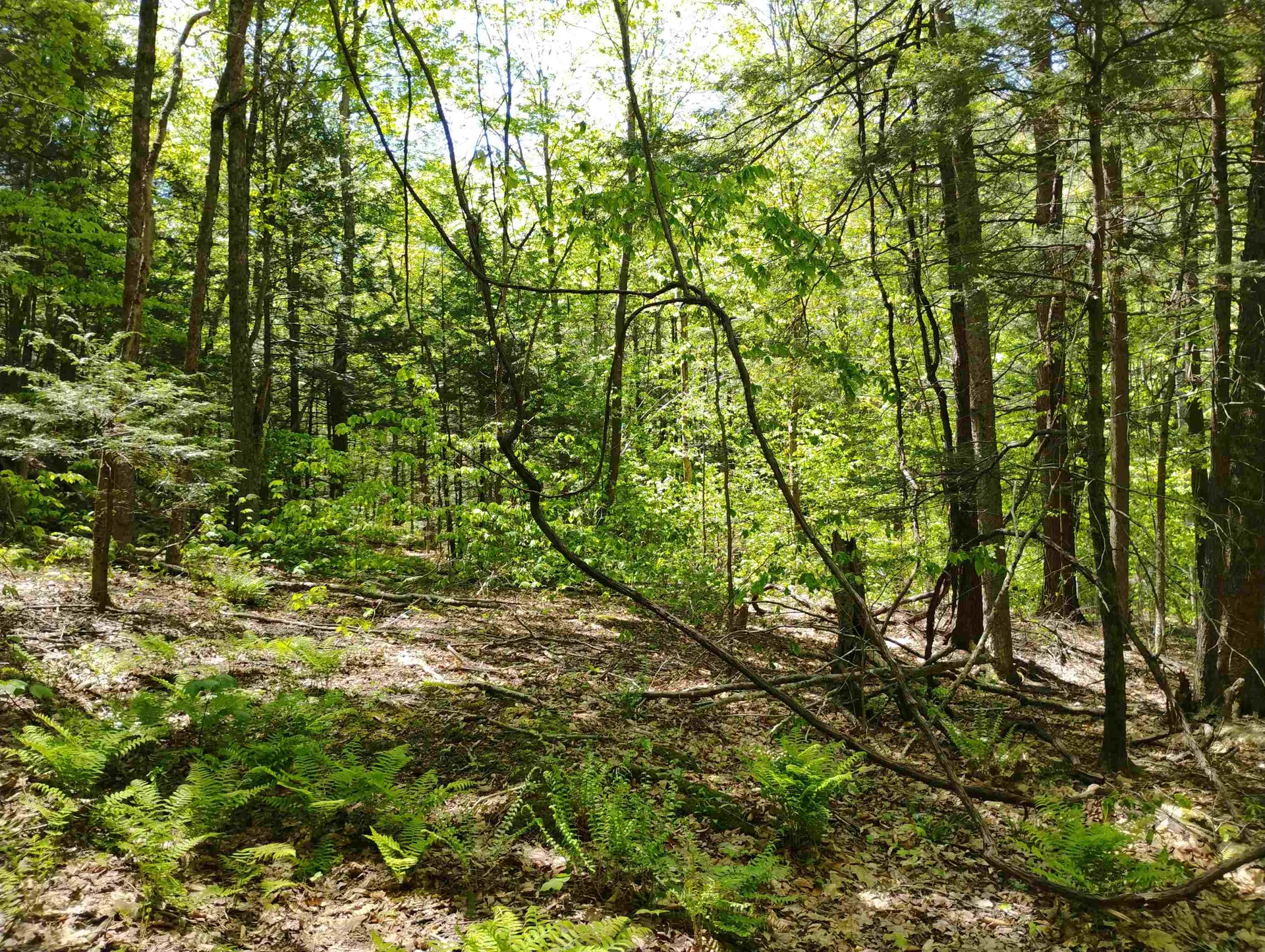 Part Of 215 Melendy Hill Road Guilford VT 05301