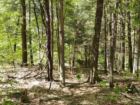 Part Of 215 Melendy Hill Road Guilford VT 05301