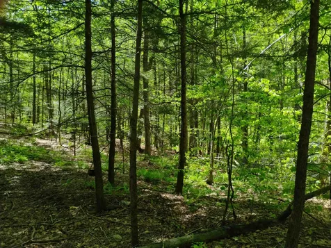 Part Of 215 Melendy Hill Road Guilford VT 05301