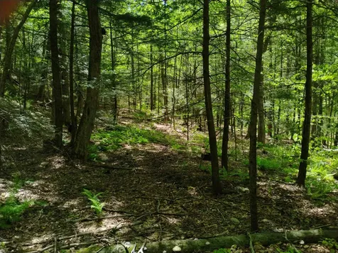 215 Melendy Hill Road Guilford VT 05301