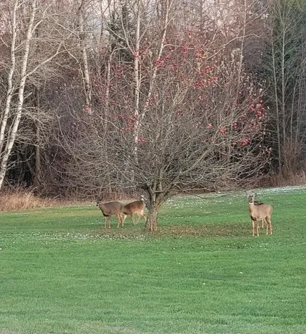 2 Maynard Court Grand Isle VT 05458