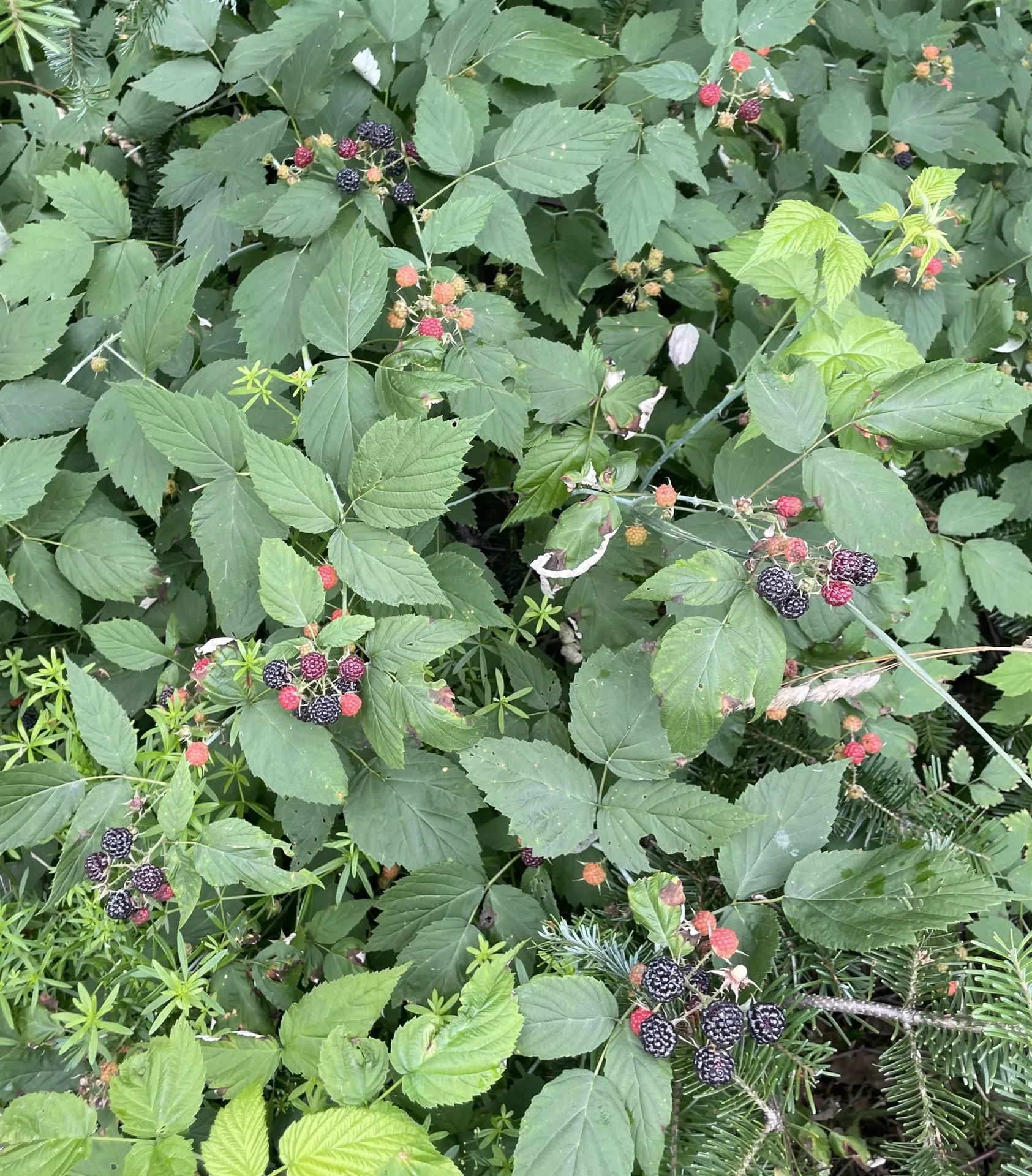 10690 Vt Route 111 Morgan VT 05853